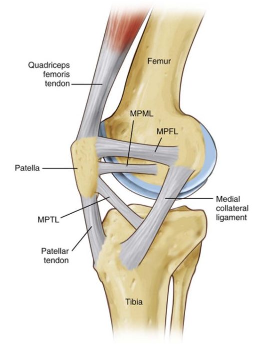 Ligaments and patella instabilty
