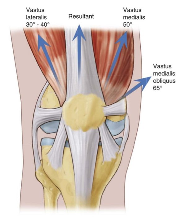Muscles and patella instability