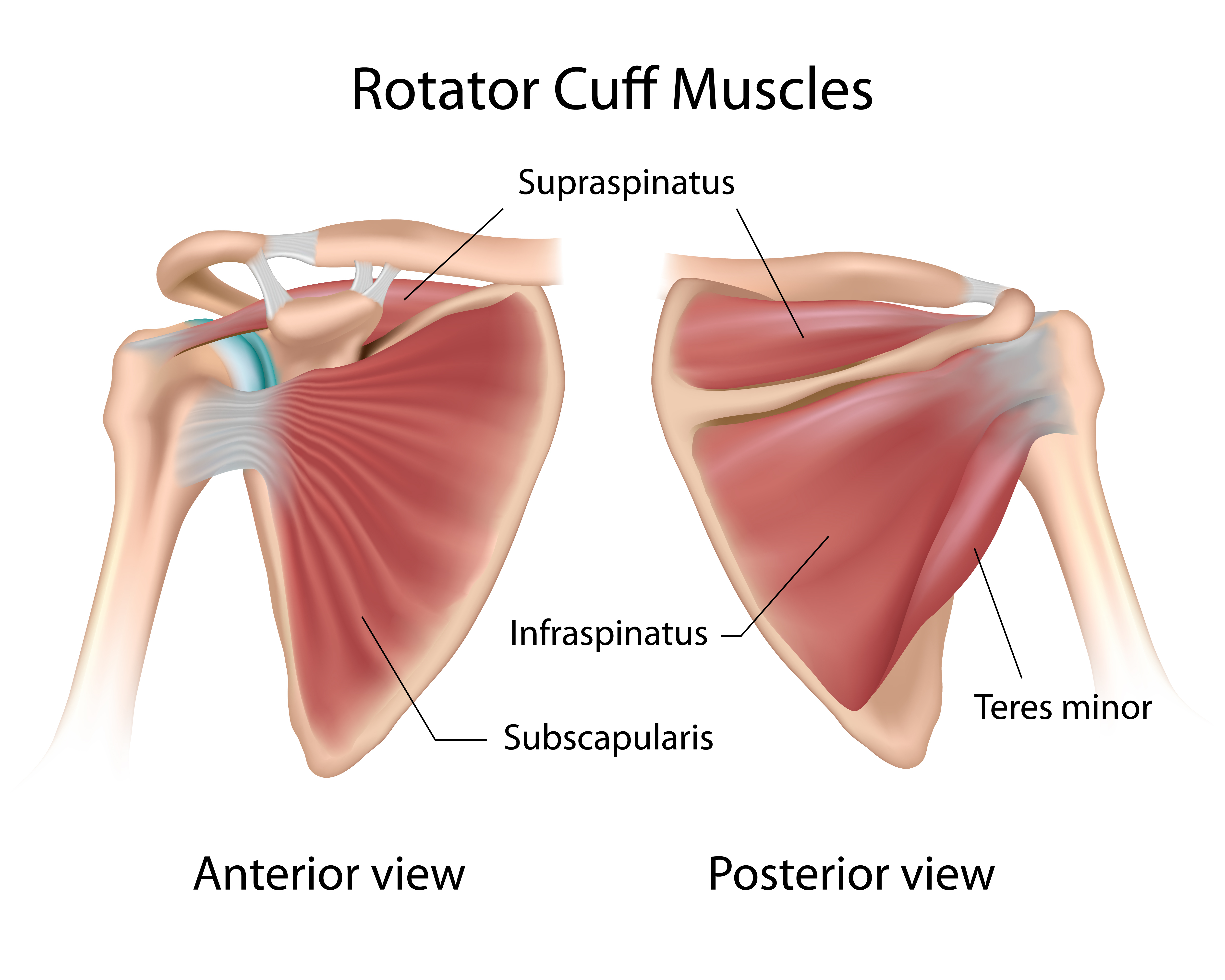 Rotator Cuff Muscles