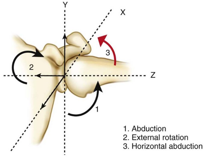 Glenohumeral Joint